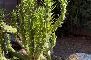 2442 W Tom Watson Dr, Tucson, AZ 85742 - Photo 37