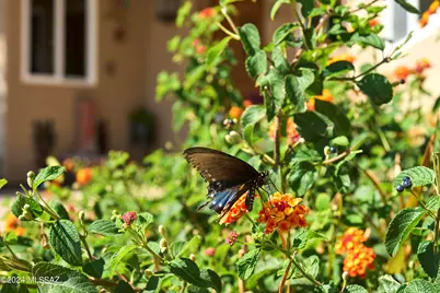 3689 S Robin Road, Portal, AZ 85632 - Photo 31