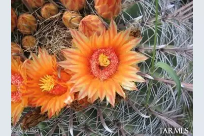 E2 68 E Tom Jeffords #LOT 68, Saint David, AZ 85630 - Photo 3