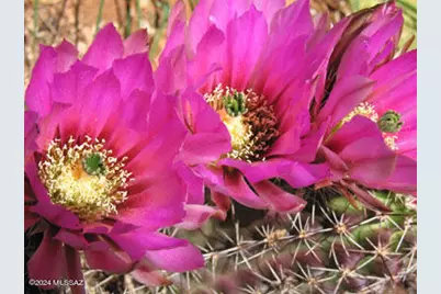 000 E Cougar Trail #96, Saint David, AZ 85630 - Photo 15