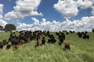 Tbd San Rafael Valley Rd, Patagonia, AZ 85624 - Photo 39