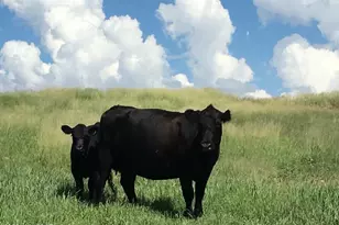 Tbd San Rafael Valley Rd, Patagonia, AZ 85624 - Photo 43