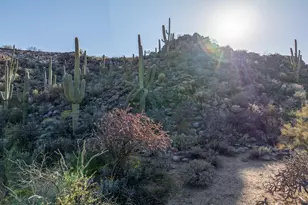 3540 W Adobe Ruins Pl, Marana, AZ 85658 - Photo 49