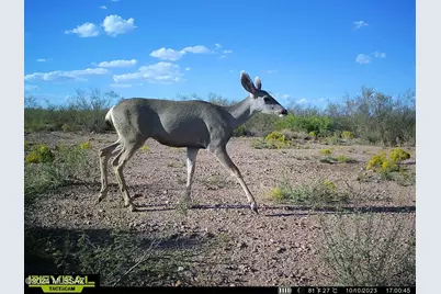 Tbd S Acacia Lane #47, Portal, AZ 85632 - Photo 13
