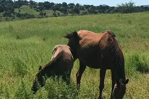 3128 Hwy 82, Sonoita, AZ 85637 - Photo 3