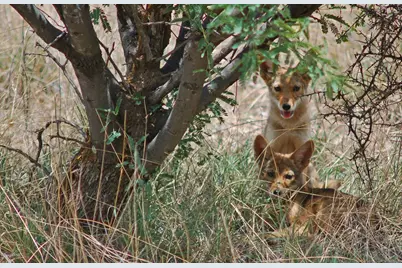 848 Side Oats Lane #194, Patagonia, AZ 85624 - Photo 9