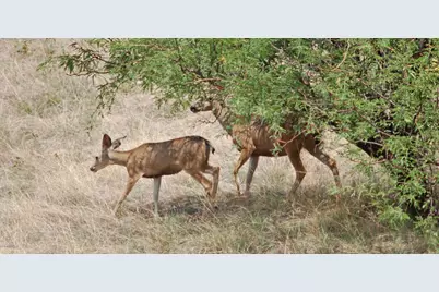 848 Side Oats Lane #194, Patagonia, AZ 85624 - Photo 29