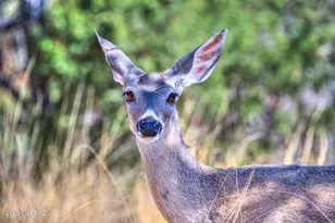 44 E Ramsey Canyon Rd, Hereford, AZ 85615 - Photo 39