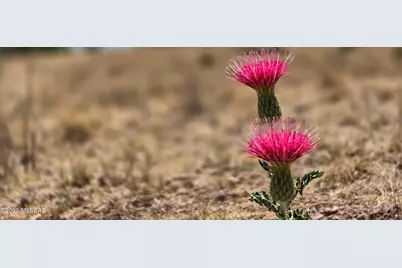 89 Curly Horse Ranch Road, Sonoita, AZ 85637 - Photo 13