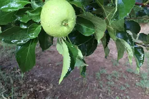 6040 11050 N Fort Grant Rd, Willcox, AZ 85643 - Photo 5