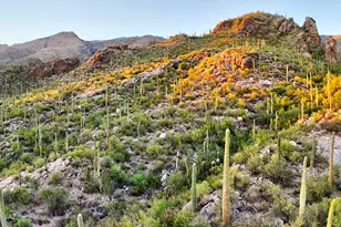 6940 N Flying Vw Pl, Tucson, AZ 85750 - Photo 9