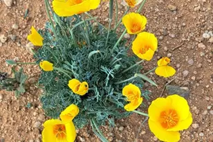 653 E Border Rd, Bisbee, AZ 85603 - Photo 31