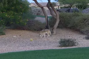 61217 E Arbor Basin Rd, Oracle, AZ 85623 - Photo 39