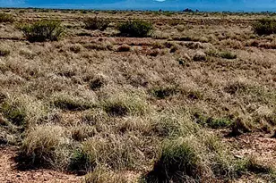 Tbd N Ee Ranch Lot 2 Of 2 Rd, Mc Neal, AZ 85617 - Photo 1