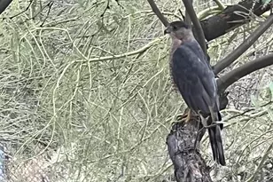 5794 E Camino del Celador, Tucson, AZ 85750 - Photo 49