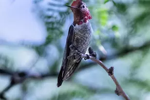 10185 South Bailando Rio, Hereford, AZ 85615 - Photo 41