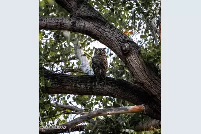 10185 S Bailando Rio, Hereford, AZ 85615 - Photo 43