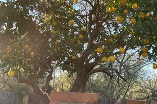 11200 E Calle Vaqueros, Tucson, AZ 85749 - Photo 43