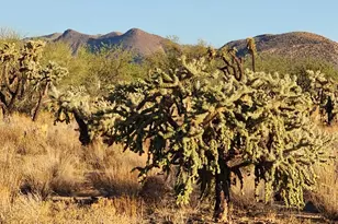 15035 S Muldoon Ave, Tucson, AZ 85736 - Photo 13