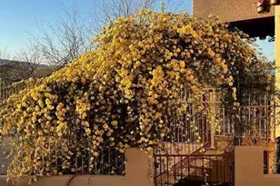 2330 N Bonanza Ave, Tucson, AZ 85749 - Photo 45