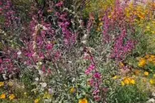 2262 N Woods Pl, Tucson, AZ 85749 - Photo 39