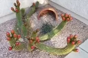 2262 N Woods Pl, Tucson, AZ 85749 - Photo 37