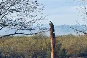 30239 E Little Crow Rd, Marana, AZ 85658 - Photo 39