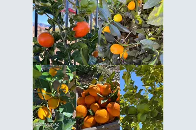 13220 N Fluffgrass Place, Oro Valley, AZ 85755 - Photo 3