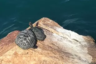 180 W Calle Media Luz, Sahuarita, AZ 85629 - Photo 45