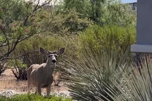 3566 N Molino Canyon Pl, Tucson, AZ 85749 - Photo 37