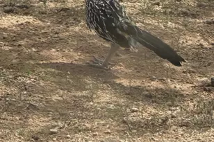 7530 W Bucking Horse Rd, Sahuarita, AZ 85629 - Photo 47