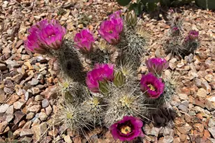 905 E Clouse St, Sunsites, AZ 85625 - Photo 3