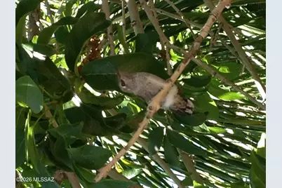 12519 N Como Drive, Tucson, AZ 85755 - Photo 41