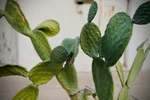 403 S El Paso Ave, Tucson, AZ 85701 - Photo 9