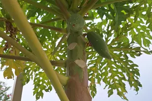 1725 S Jones Blvd, Tucson, AZ 85713 - Photo 35