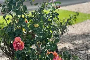 2859 W Medallion Dr, Tucson, AZ 85741 - Photo 39