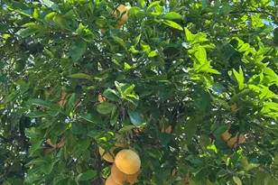 1002 N Caribe Ave, Tucson, AZ 85710 - Photo 5