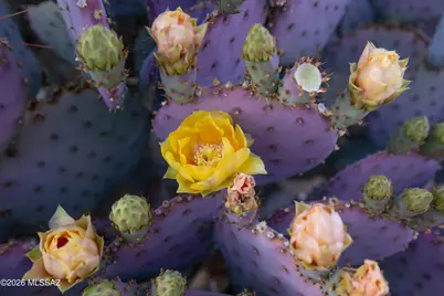 12252 N Wind Runner Parkway, Marana, AZ 85658 - Photo 5
