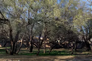 7747 E River Forest Pl, Tucson, AZ 85715 - Photo 5