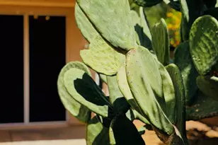 10080 E Paseo De La Masada, Tucson, AZ 85747 - Photo 41