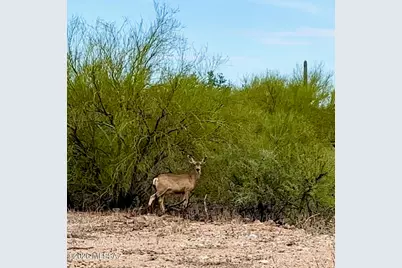 3350 W Ruthann Road, Tucson, AZ 85745 - Photo 37