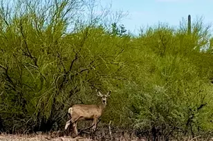 3350 W Ruthann Rd, Tucson, AZ 85745 - Photo 37