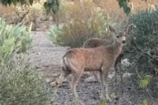 4390 W Camino Nuestro, Tucson, AZ 85745 - Photo 19