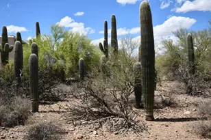 4840 N Avenida Corto, Tucson, AZ 85745 - Photo 1