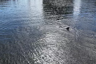 6215 Big Baddy Dr, Panama City Beach, FL 32407 - Photo 63