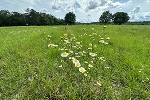 Parcel H County Road 20 / New Ebenezer Rd, Florala, AL 36442 - Photo 11