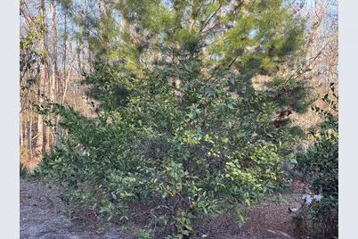 223 High Roller Soldier Road, Wewahitchka, FL 32465 - Photo 19