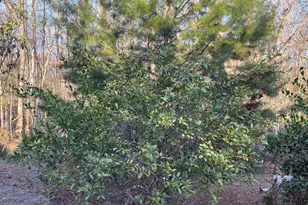 223 High Roller Soldier Rd, Wewahitchka, FL 32465 - Photo 19
