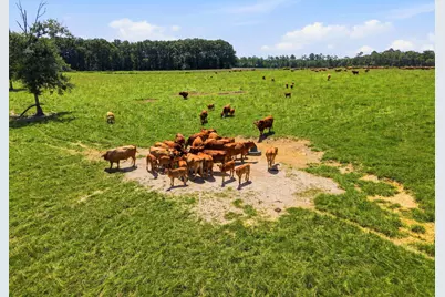 520 Acres US Hwy 331 N, Defuniak Springs, FL 32433 - Photo 57