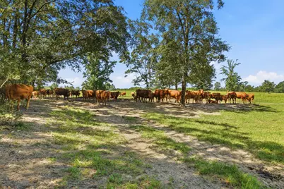 520 Acres US Hwy 331 N, Defuniak Springs, FL 32433 - Photo 25